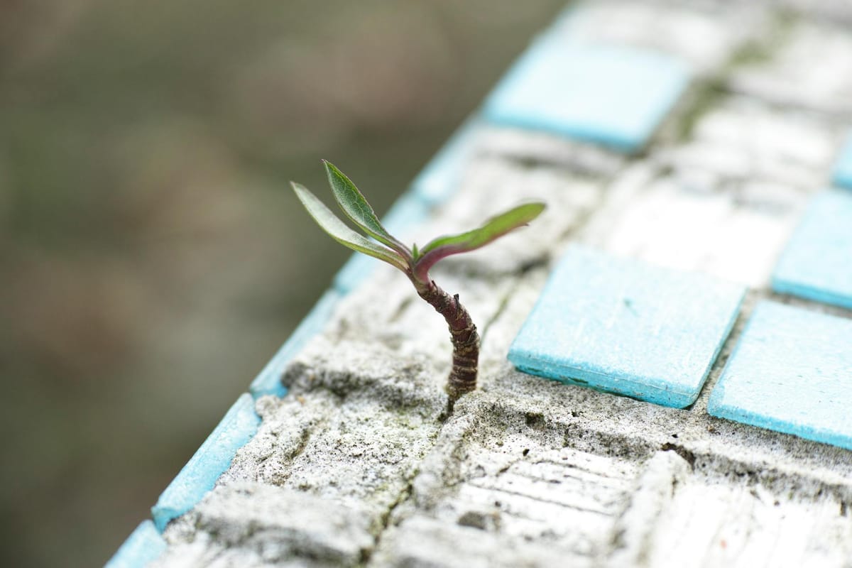 Week 1 of Advent: Hope in Brokenness